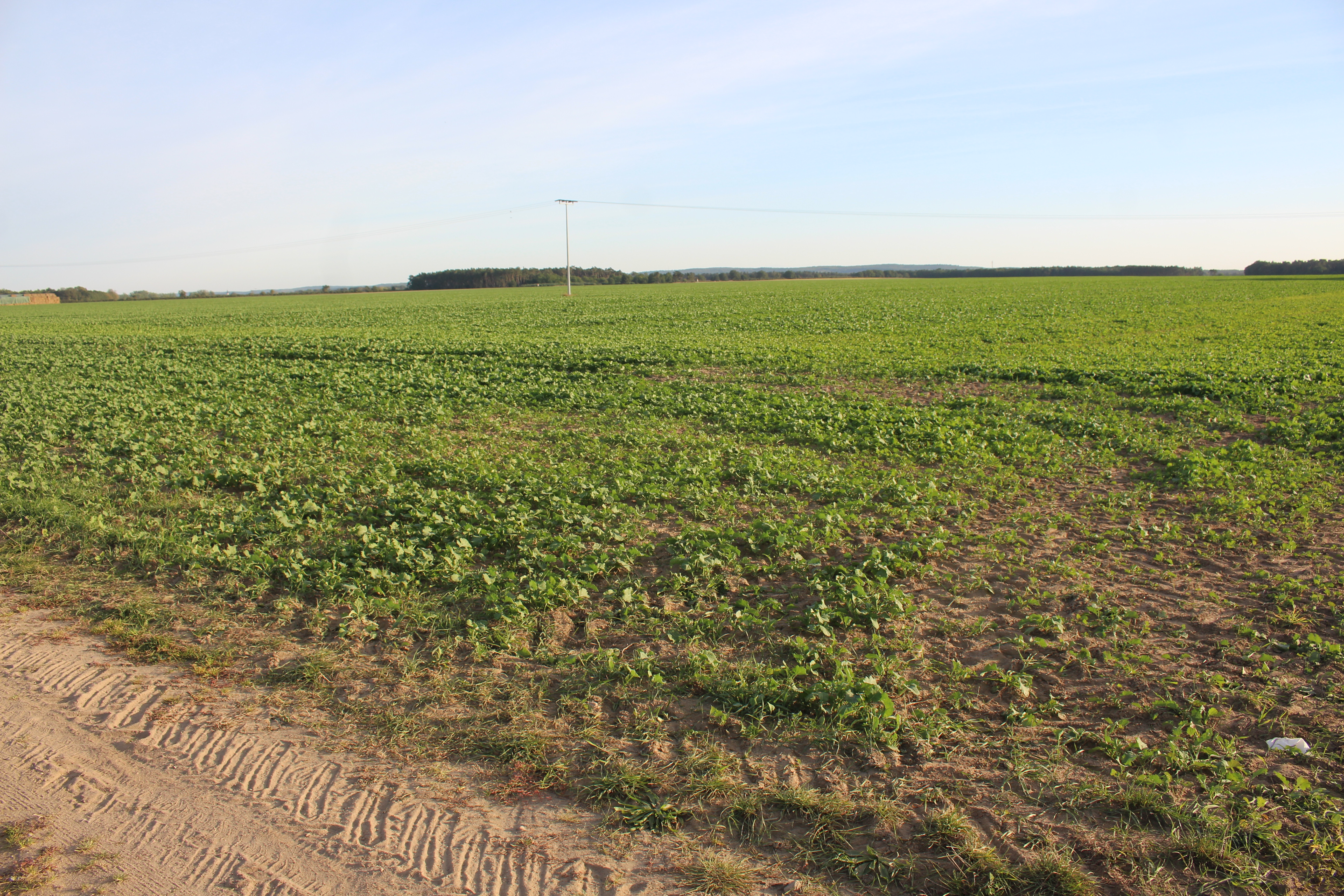 Windkraft vor der Haustür verhindert
